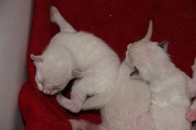 Kittens 10-11-08